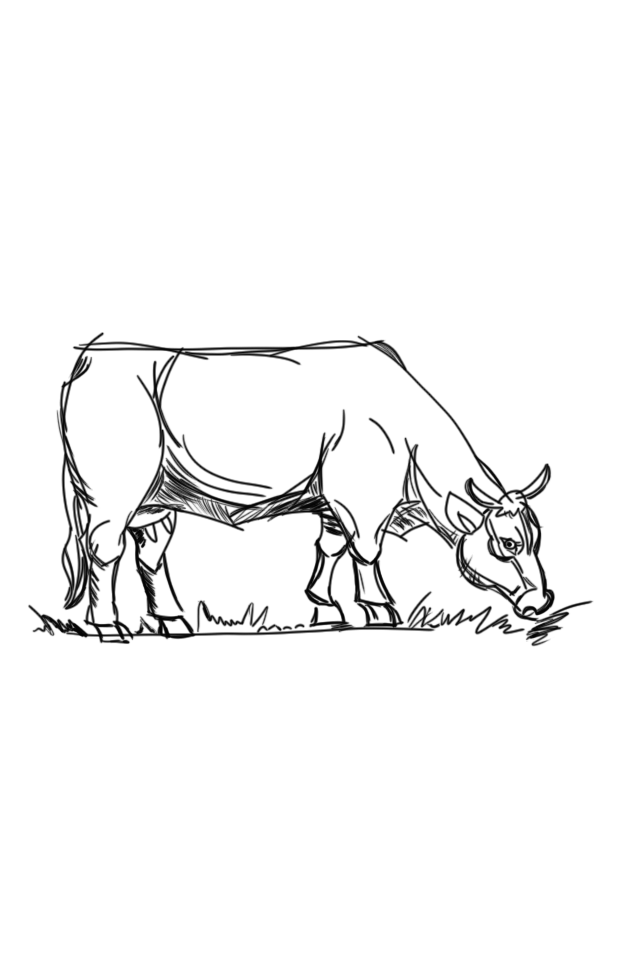 Learning drawing - How to draw sketch of imaginary Breton cow step by step