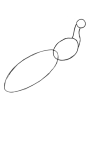 How to draw Peacock - Step 1