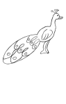 How to draw Peacock - Step 3