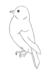How to draw Bird - Step 3