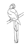 How to draw  Raven - Step 2