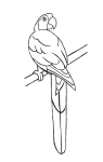How to draw  Raven - Step 3