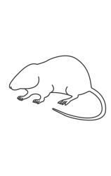 How to draw  Mouse - Step 2