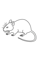 How to draw  Mouse - Step 3