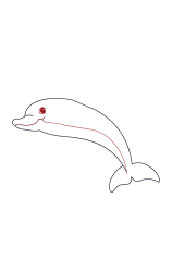 How do you draw a dolphin step by step - Step 2