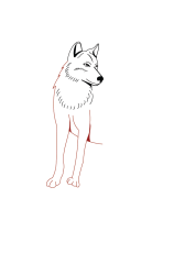 How do you draw a wolf step by step - Step 4