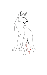 How do you draw a wolf step by step - Step 6