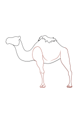 How do you draw a Camel: A Step-by-Step Tutorial for Kids - Step 4
