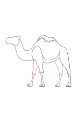 How do you draw a Camel: A Step-by-Step Tutorial for Kids - Step 5