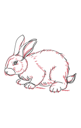 How to draw a bunny easy step by step - Step 5