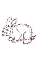 How to draw a bunny easy step by step - Step 6