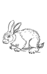 How to draw a bunny easy step by step - Step 7