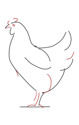 How to Draw a Chicken Step by Step - Step 3