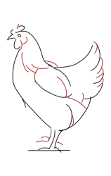 How to Draw a Chicken Step by Step - Step 4