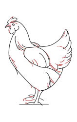 How to Draw a Chicken Step by Step - Step 5