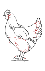 How to Draw a Chicken Step by Step - Step 6