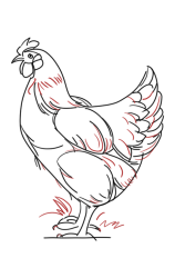How to Draw a Chicken Step by Step - Step 7