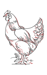 How to Draw a Chicken Step by Step - Step 8
