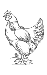 How to Draw a Chicken Step by Step - Step 9