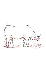 How to draw sketch of imaginary Breton cow step by step - Step 6