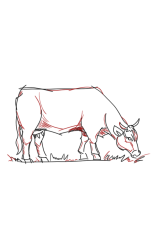 How to draw sketch of imaginary Breton cow step by step - Step 7