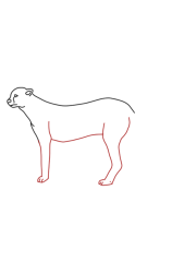 How to draw a cheetah step by step - Step 5