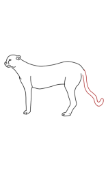 How to draw a cheetah step by step - Step 6