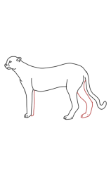 How to draw a cheetah step by step - Step 7