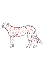 How to draw a cheetah step by step - Step 8