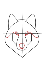 How to draw a wolf easy step by step - Step 2