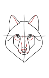 How to draw a wolf easy step by step - Step 3