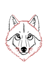 How to draw a wolf easy step by step - Step 7