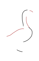 How to DRAW a GOOSE Easy Step by Step - Step 2