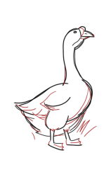 How to DRAW a GOOSE Easy Step by Step - Step 6