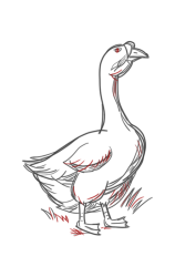 How to DRAW a GOOSE Easy Step by Step - Step 8