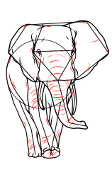 How to draw an elephant easy step by step - Step 8