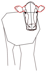How to draw cattle step by step - Step 5