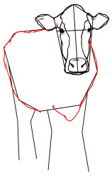 How to draw cattle step by step - Step 6