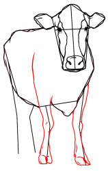 How to draw cattle step by step - Step 7