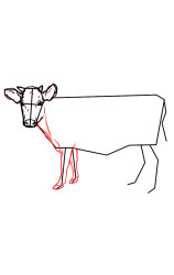 How do you draw a cow step by step - Step 6