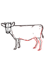 How do you draw a cow step by step - Step 8