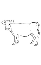 How do you draw a cow step by step - Step 9