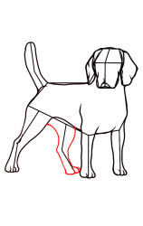 How to draw a dog easily step by step - Step 8