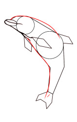 How do you draw a dolphin step by step - Step 5