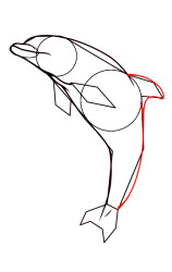 How do you draw a dolphin step by step - Step 6