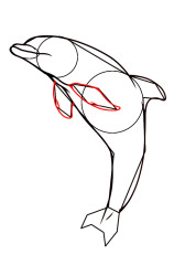 How do you draw a dolphin step by step - Step 7