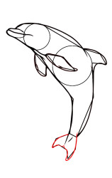 How do you draw a dolphin step by step - Step 8