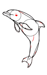 How do you draw a dolphin step by step - Step 9