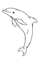 How do you draw a dolphin step by step - Step 10