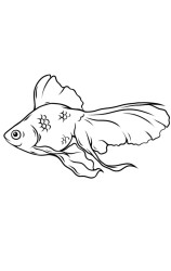 How do you draw a fish step by step - Step 10